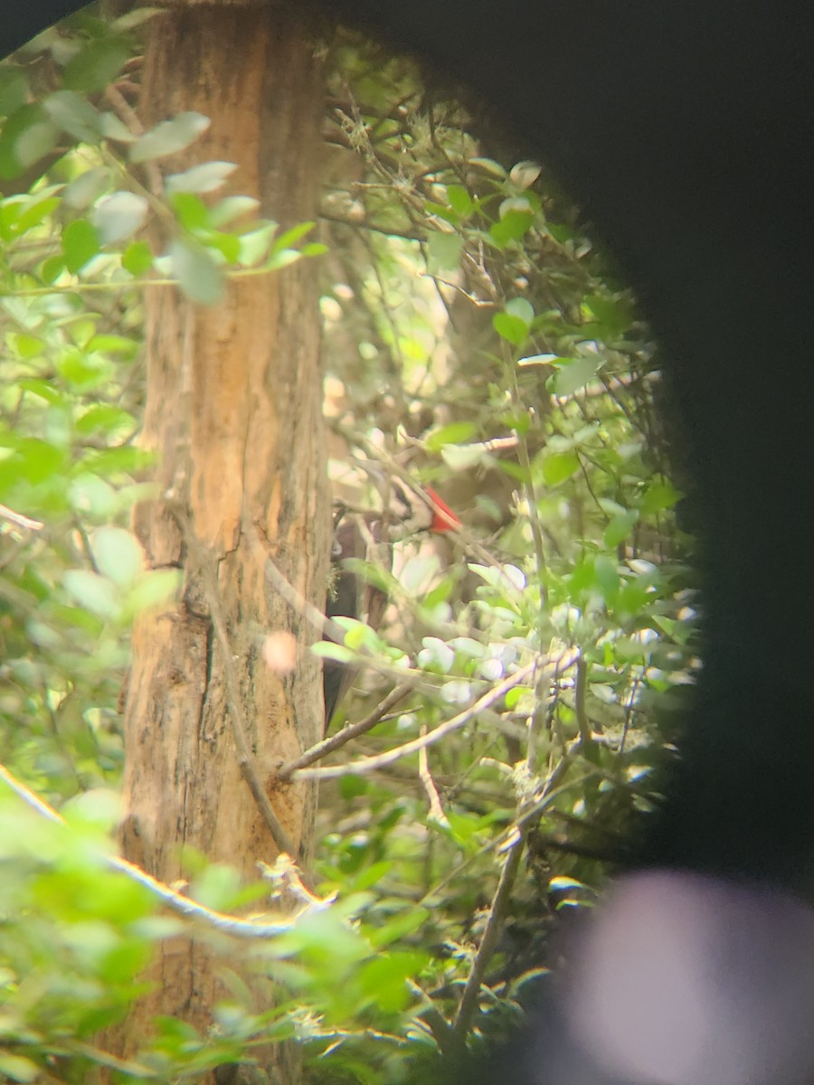 Pileated Woodpecker - ML634873333