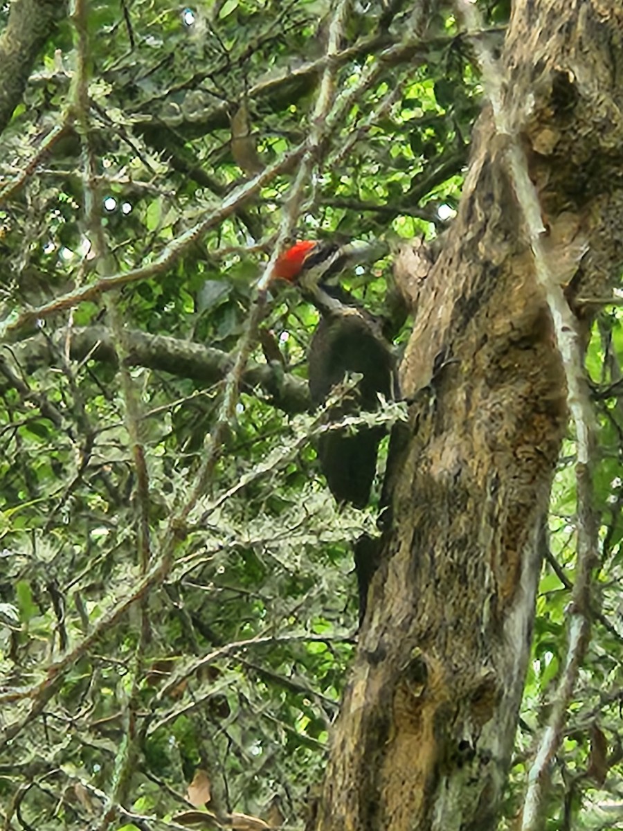 Pileated Woodpecker - ML634873338