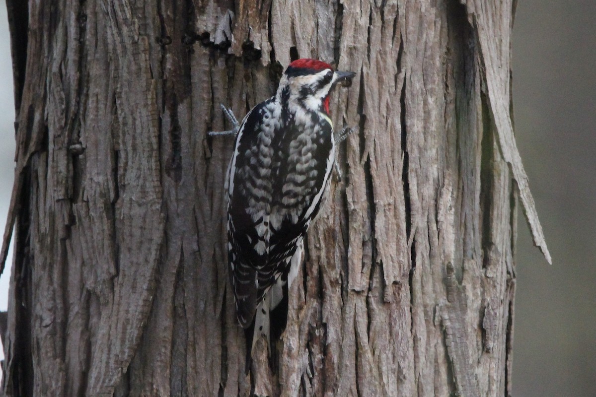 Yellow-bellied Sapsucker - ML634873559