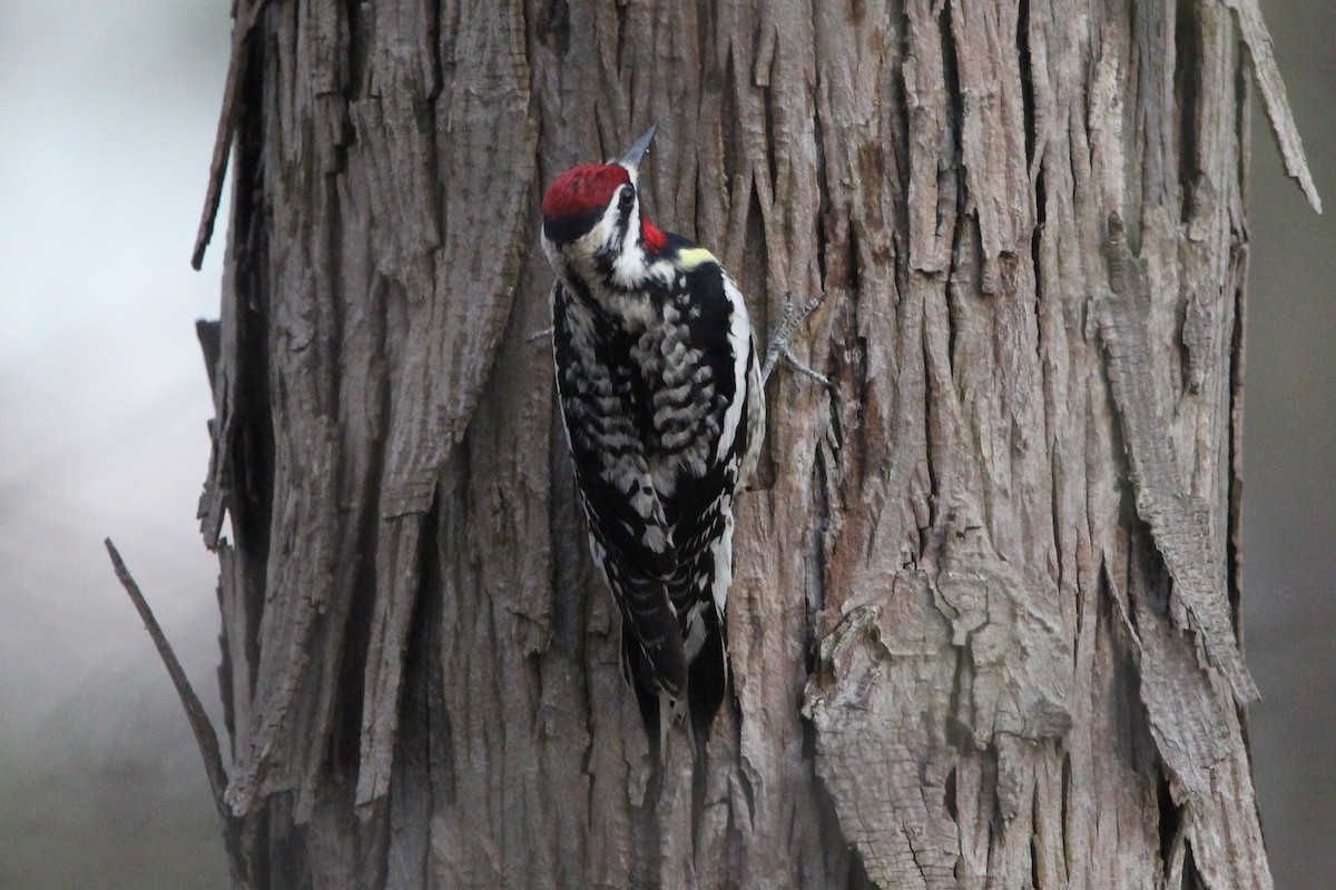 Yellow-bellied Sapsucker - ML634873560