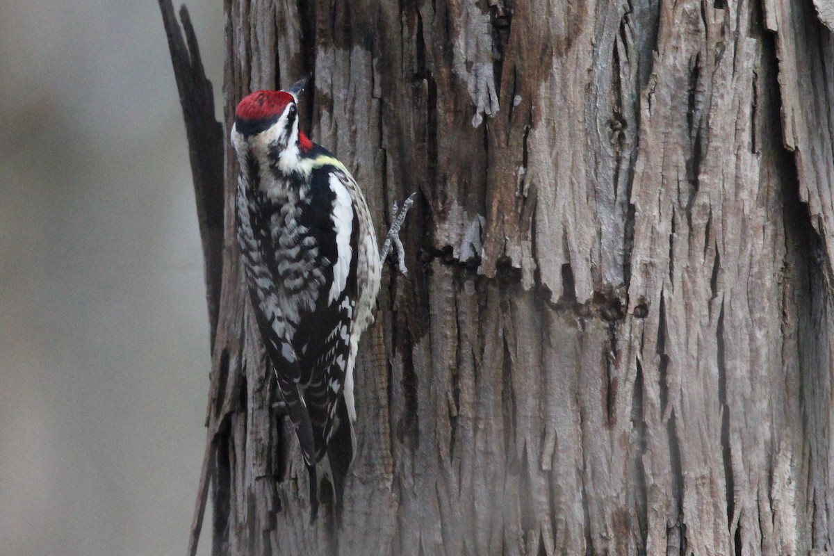 Yellow-bellied Sapsucker - ML634873561