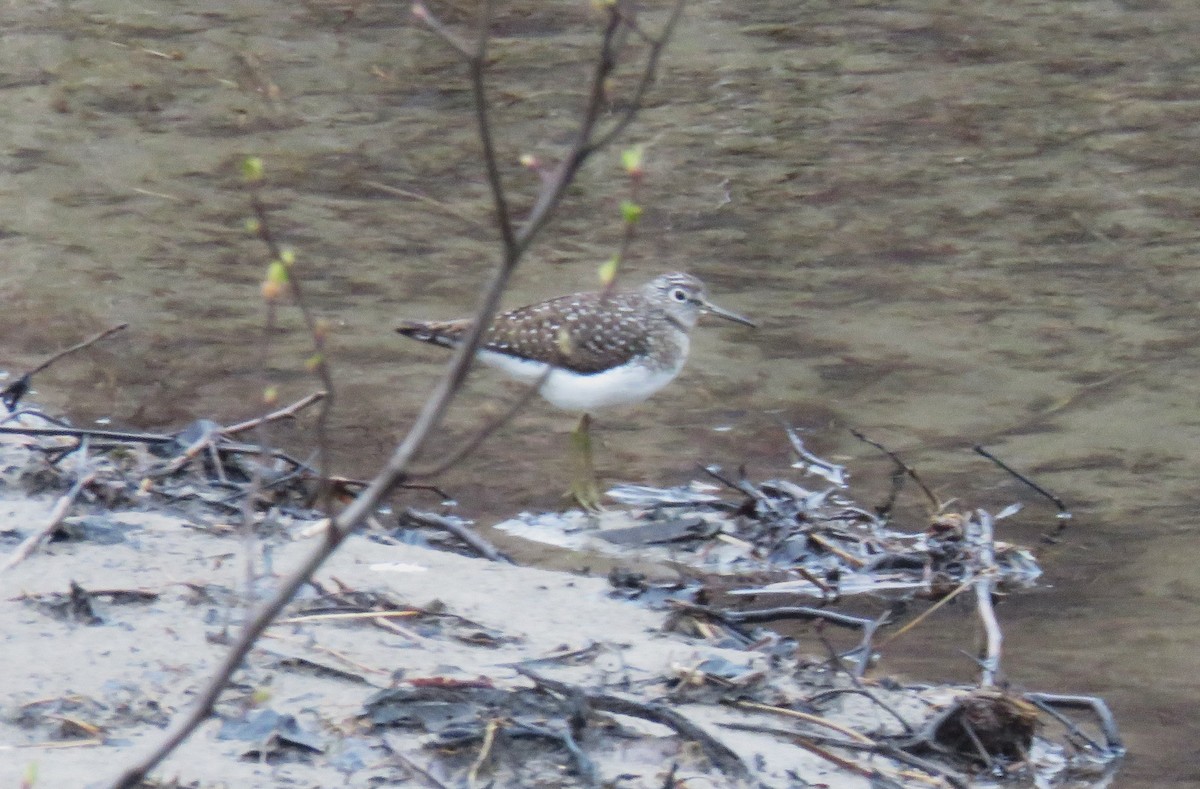 eremittsnipe - ML634873817