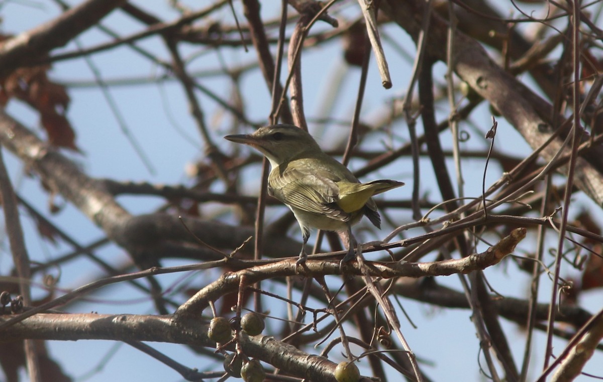 Black-whiskered Vireo - ML634873825