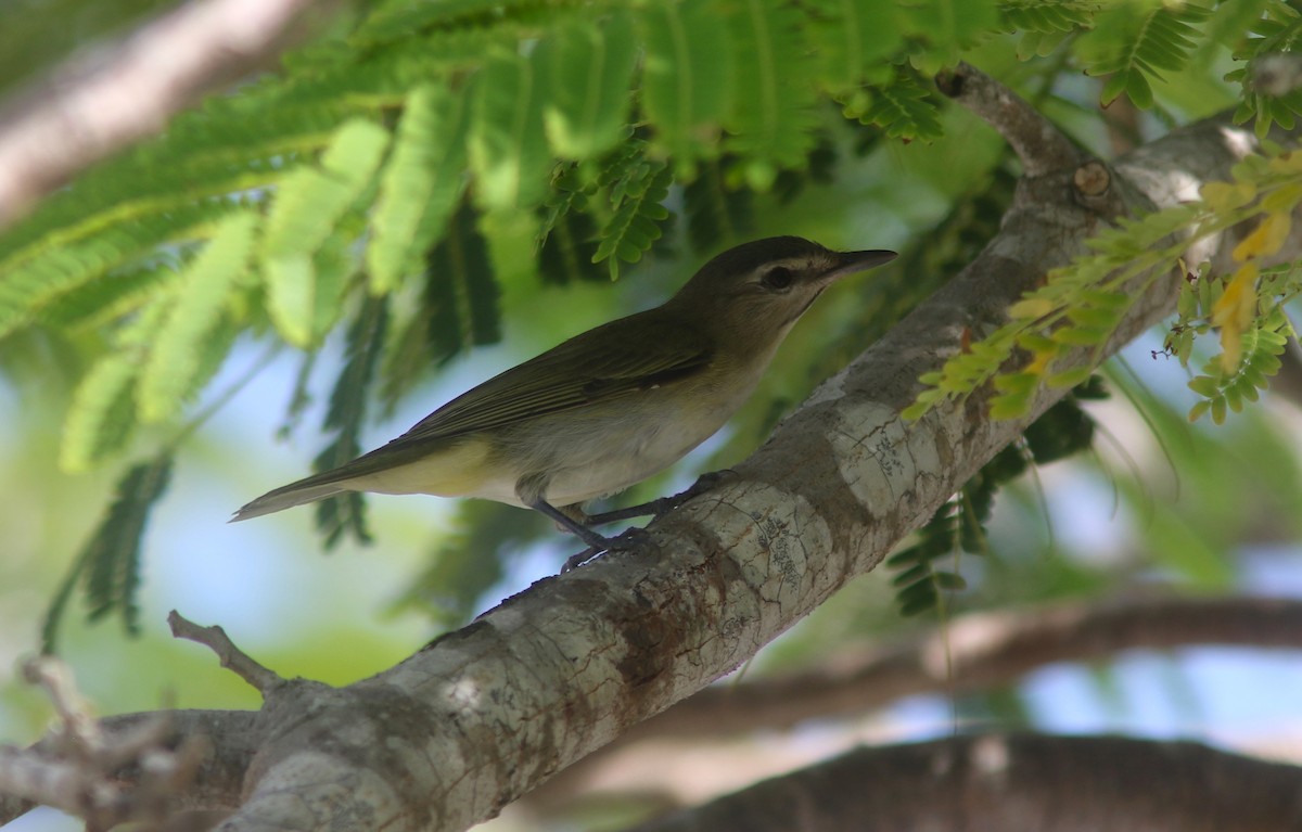 Black-whiskered Vireo - ML634873839