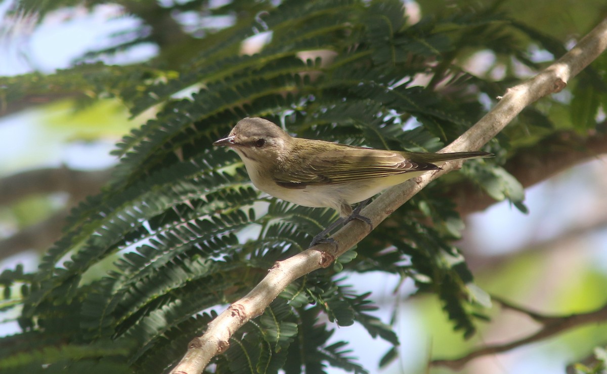 Black-whiskered Vireo - ML634873869