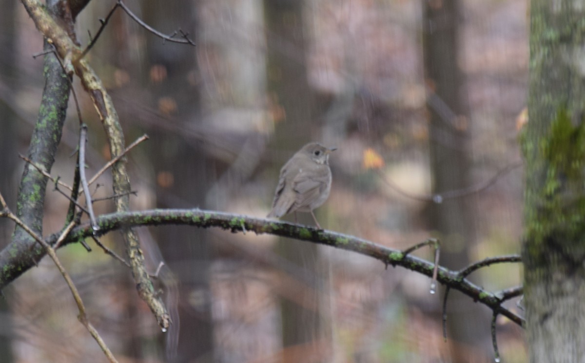 Gray-cheeked Thrush - ML634873870