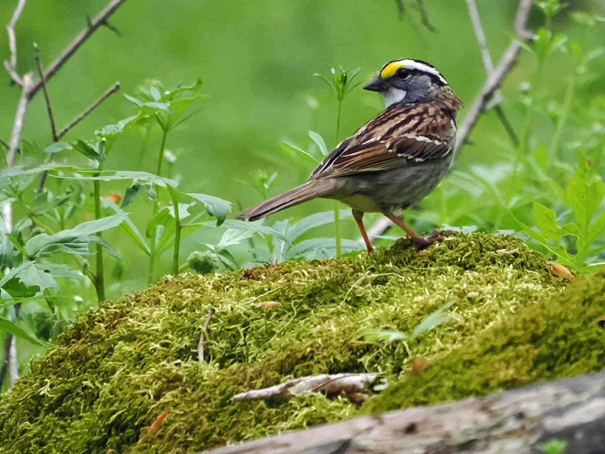 White-throated Sparrow - ML634873888