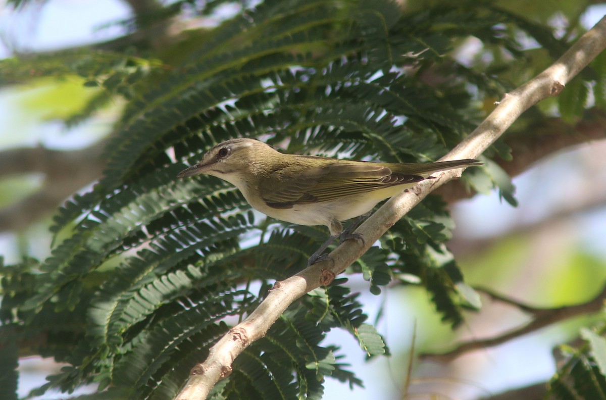 Black-whiskered Vireo - ML634873891