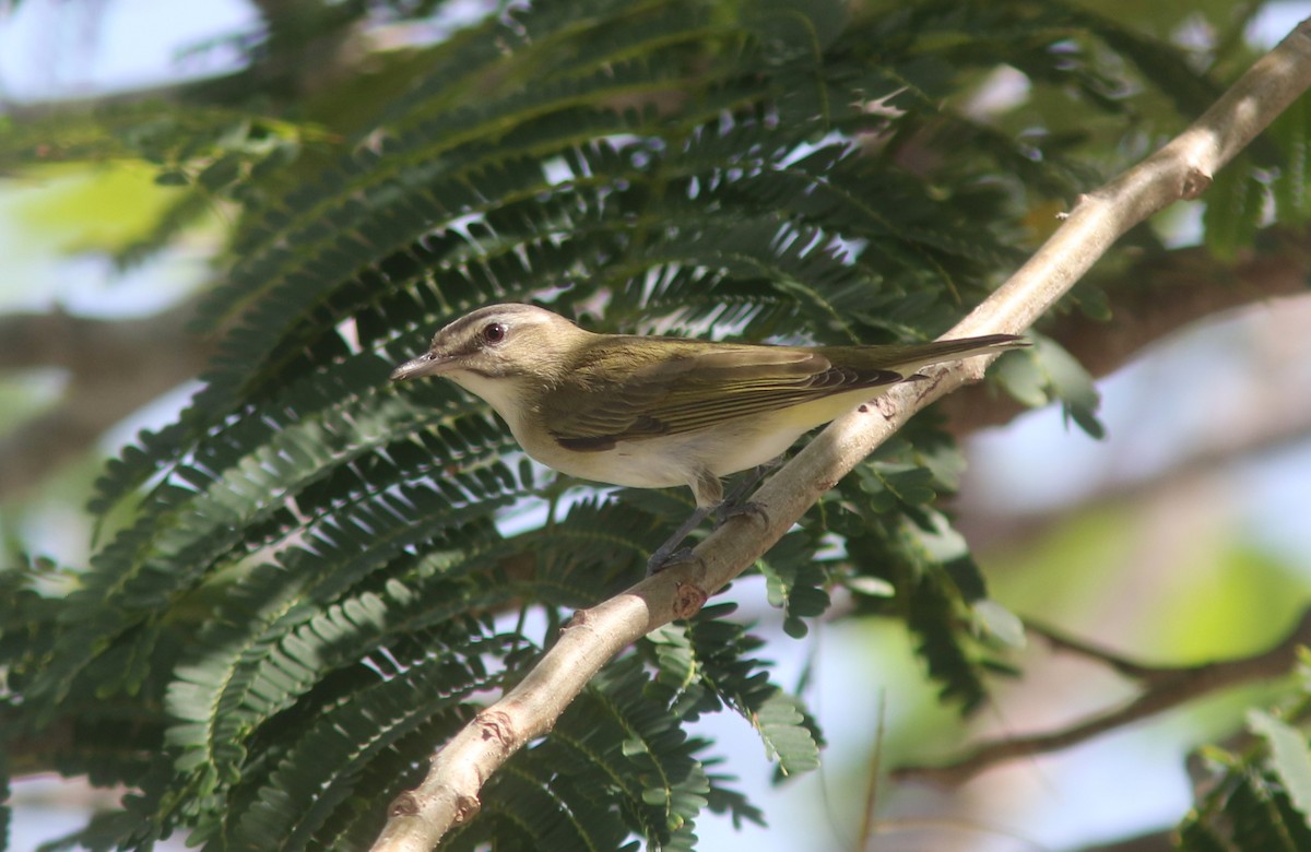 Black-whiskered Vireo - ML634873909