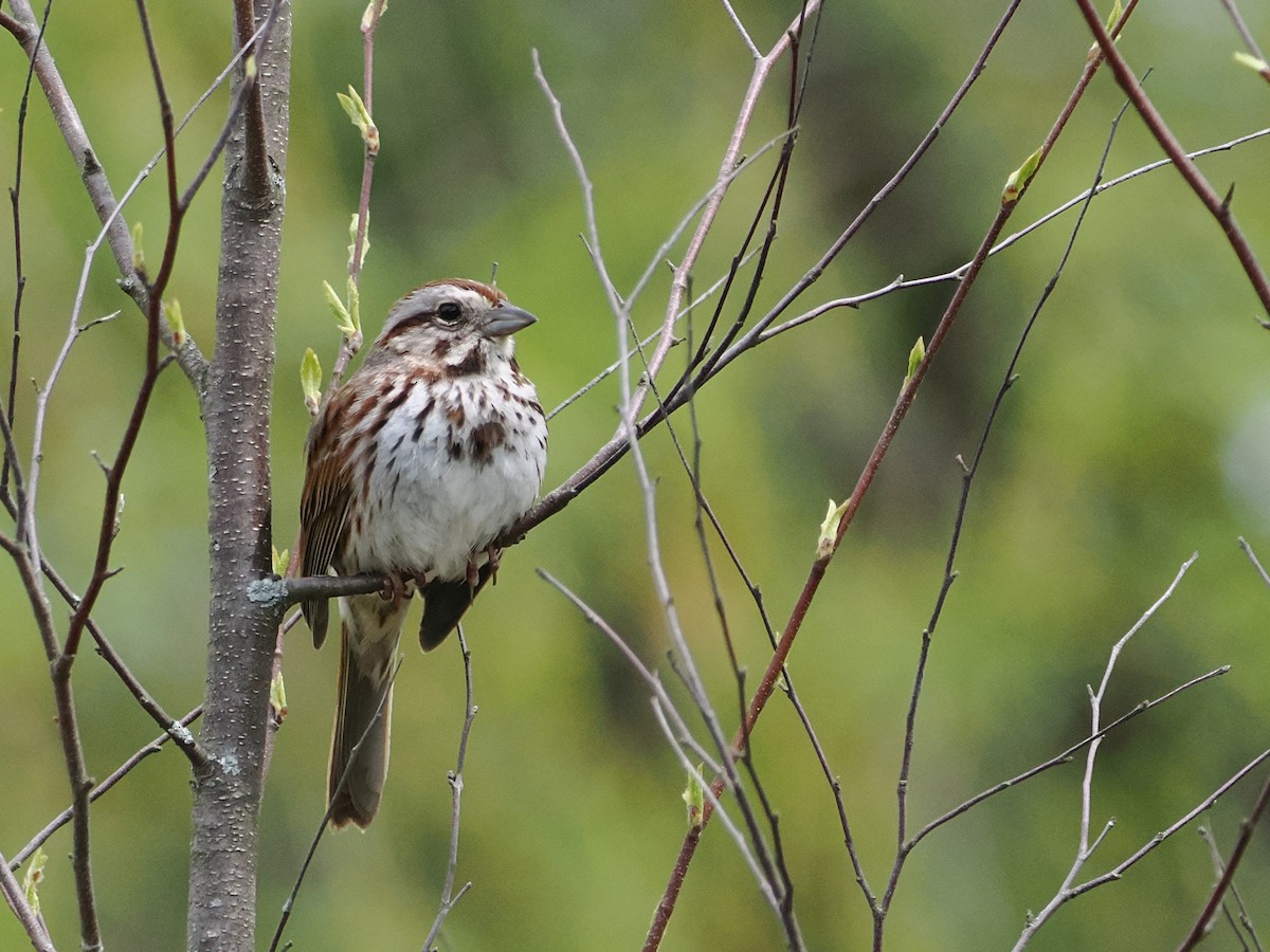 Song Sparrow - ML634873924