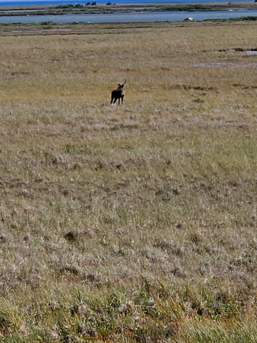 Caribou - ML634873954
