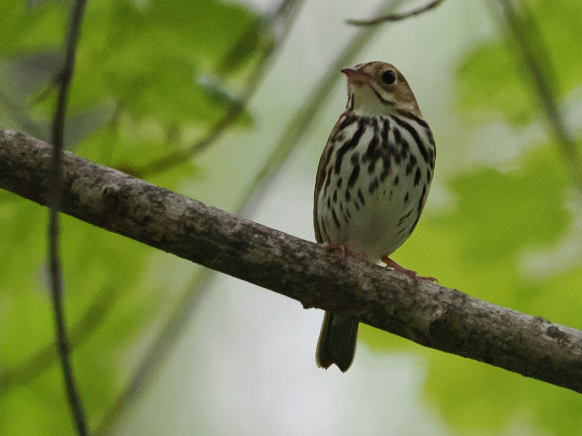 Ovenbird - ML634873964