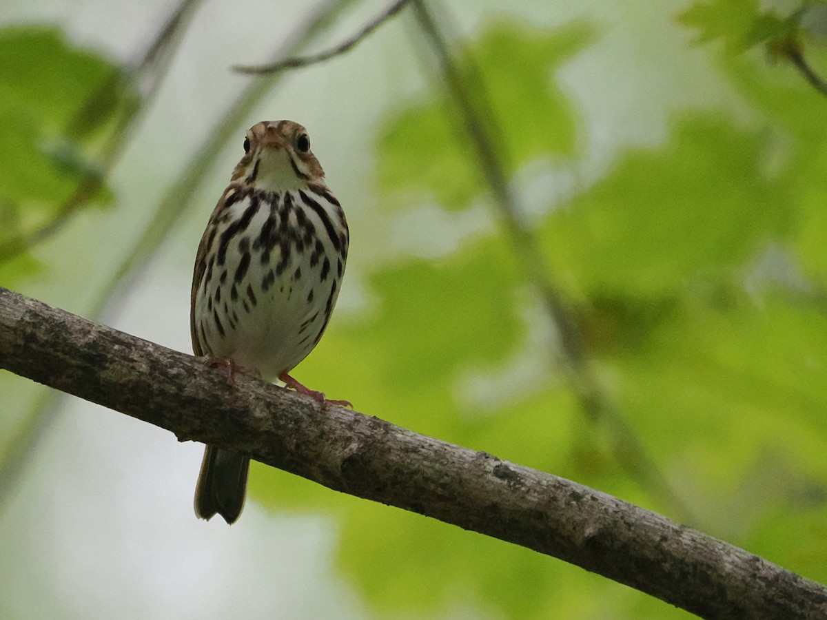 Ovenbird - ML634873965