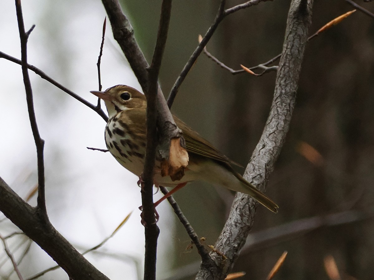 Ovenbird - ML634873966