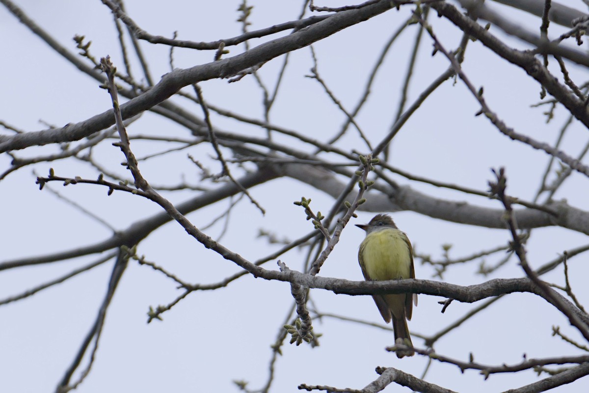 Great Crested Flycatcher - ML634873990
