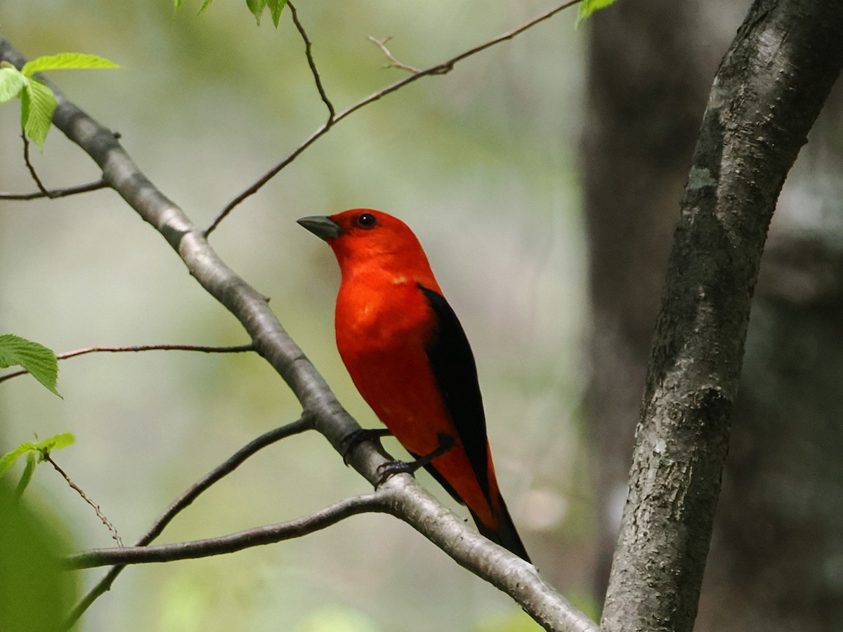 Scarlet Tanager - ML634874004