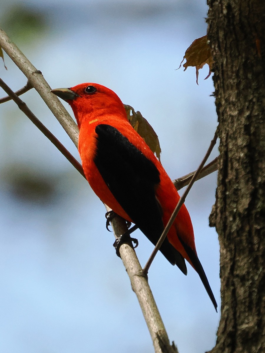 Scarlet Tanager - ML634874005