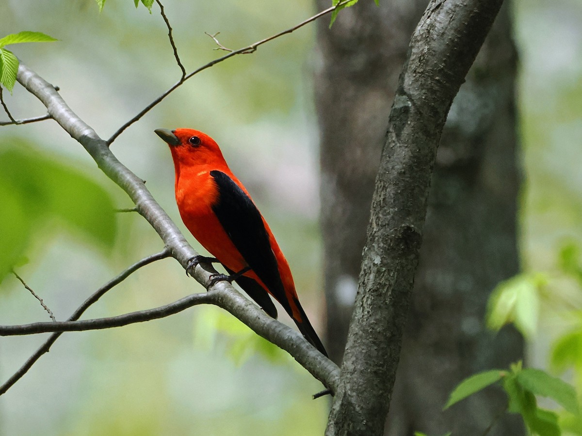 Scarlet Tanager - ML634874006