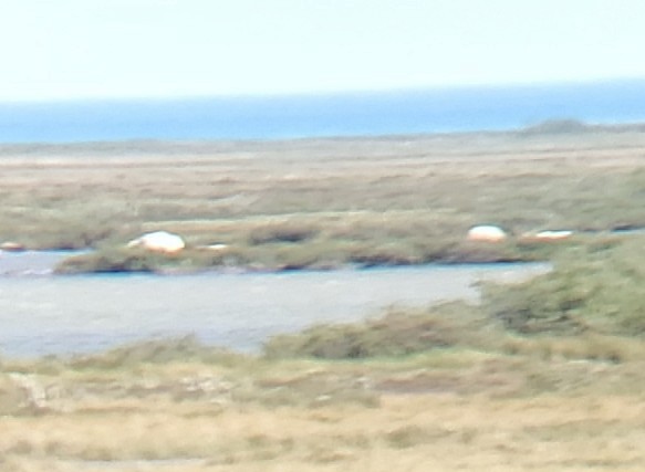 Polar Bear - ML634874088