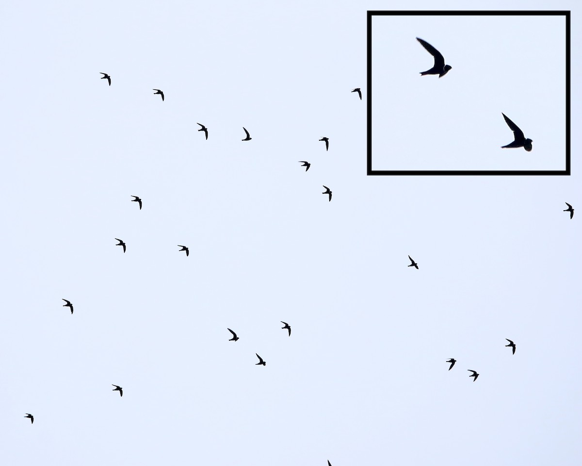 White-collared Swift - ML634874112
