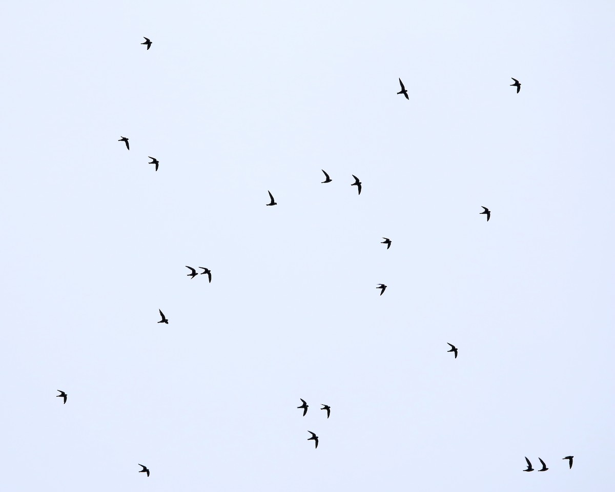 White-collared Swift - ML634874113