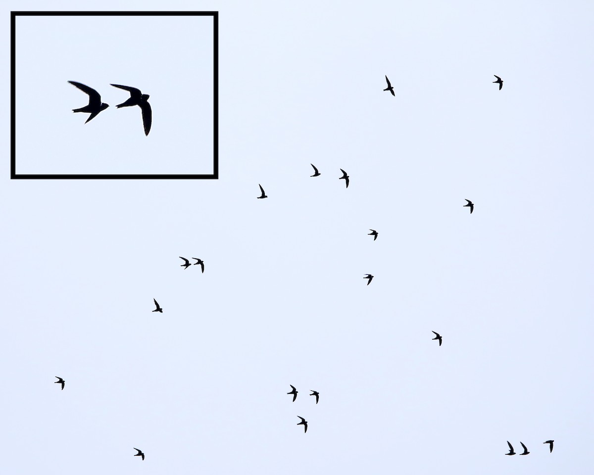White-collared Swift - ML634874114