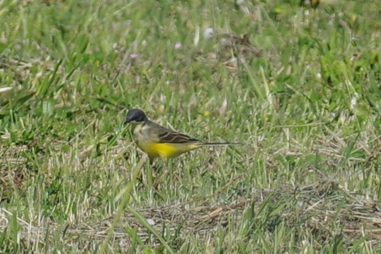 Bergeronnette printanière (iberiae/cinereocapilla/pygmaea) - ML634874153