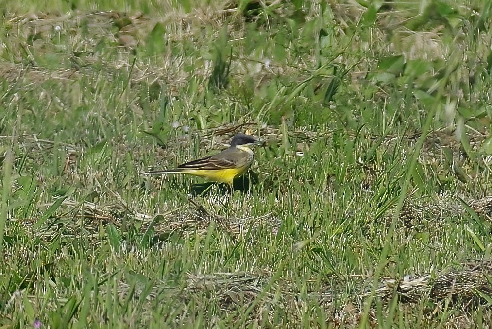 Bergeronnette printanière (iberiae/cinereocapilla/pygmaea) - ML634874154