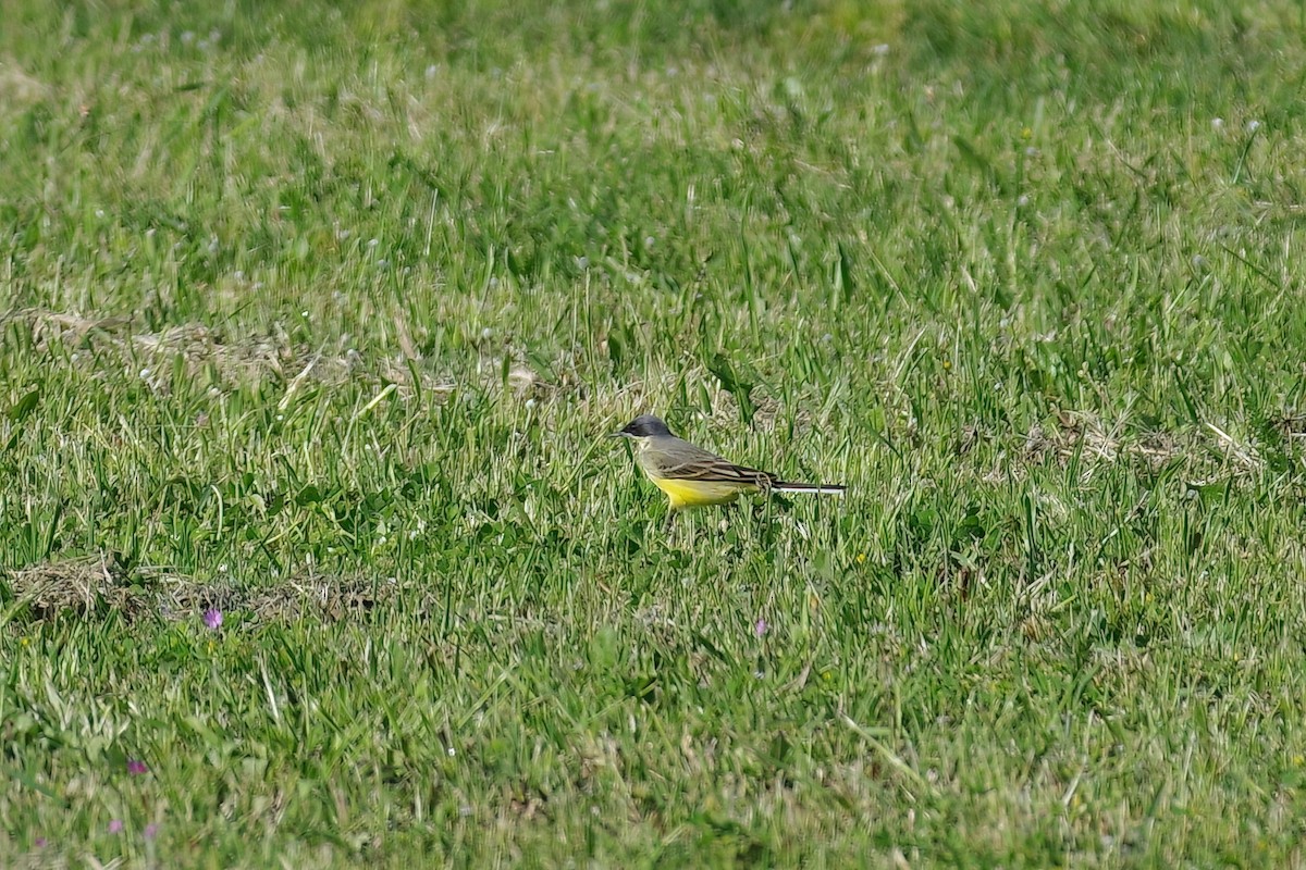 Bergeronnette printanière (iberiae/cinereocapilla/pygmaea) - ML634874155