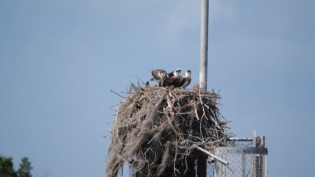 Osprey (American) - ML634874203