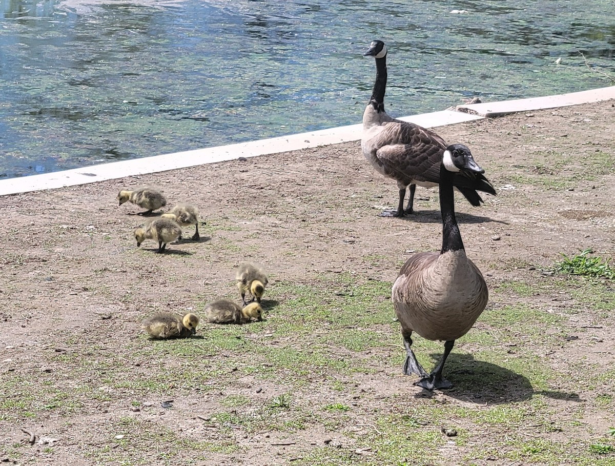 Canada Goose - ML634874234