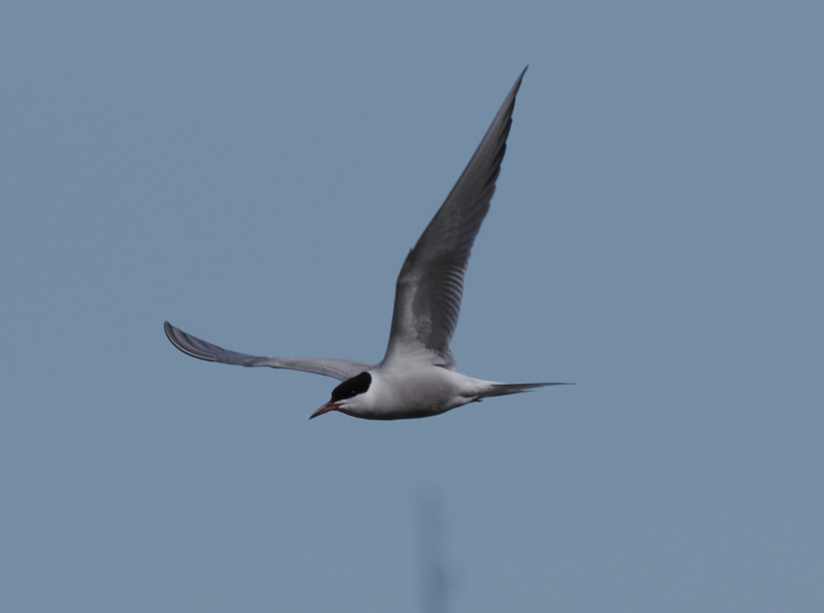 Common/Arctic Tern - ML634874240