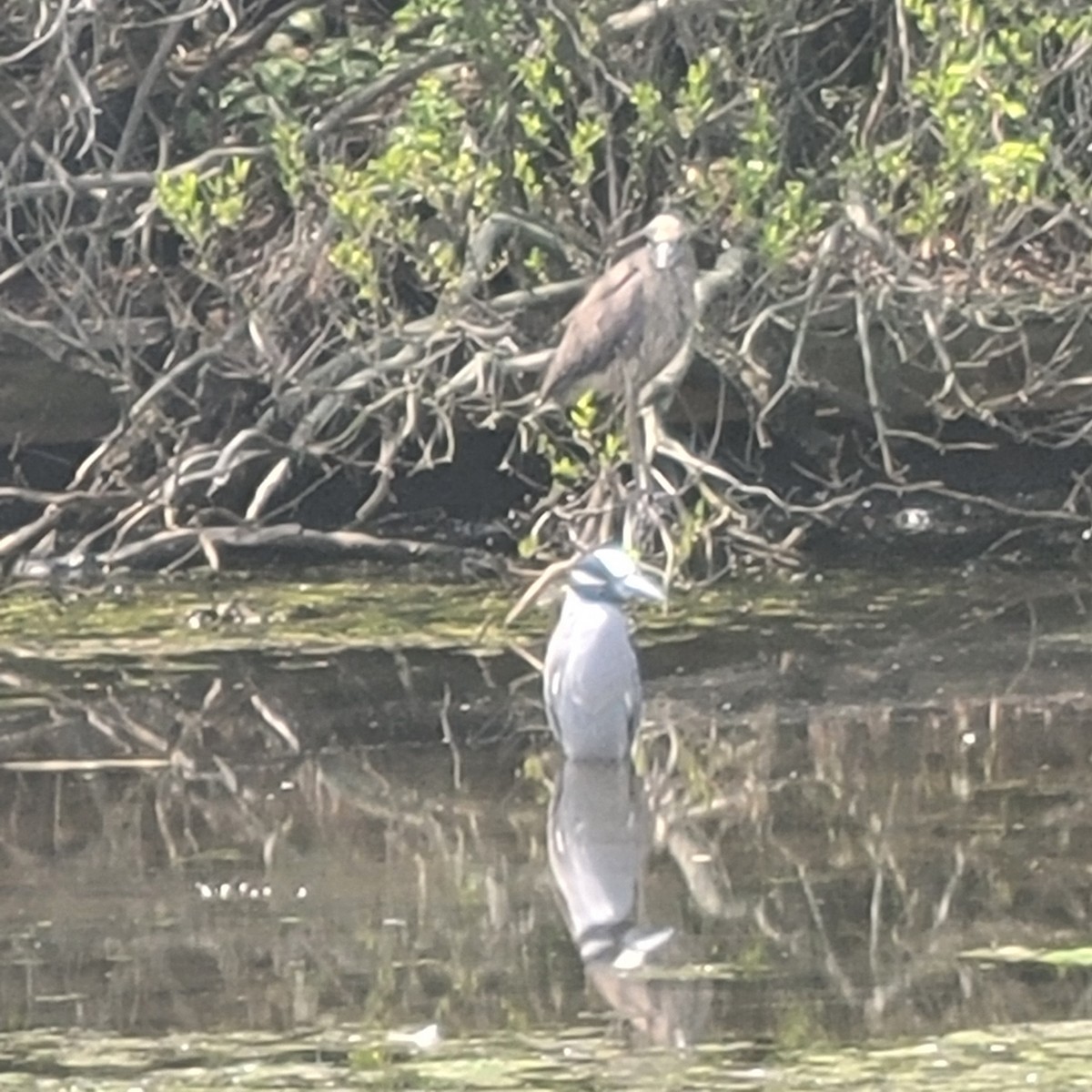 Yellow-crowned Night Heron - ML634874246