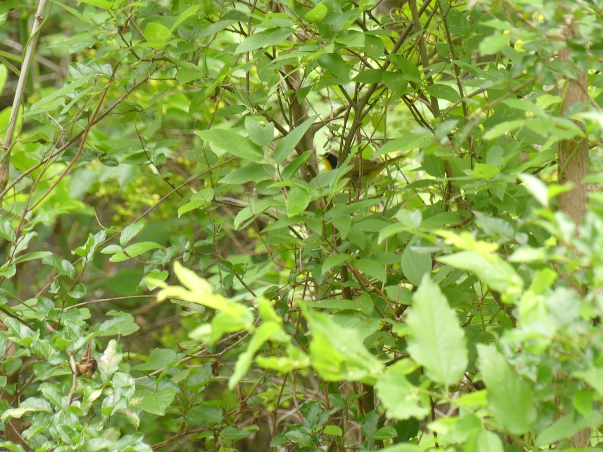 Common Yellowthroat - ML634874278
