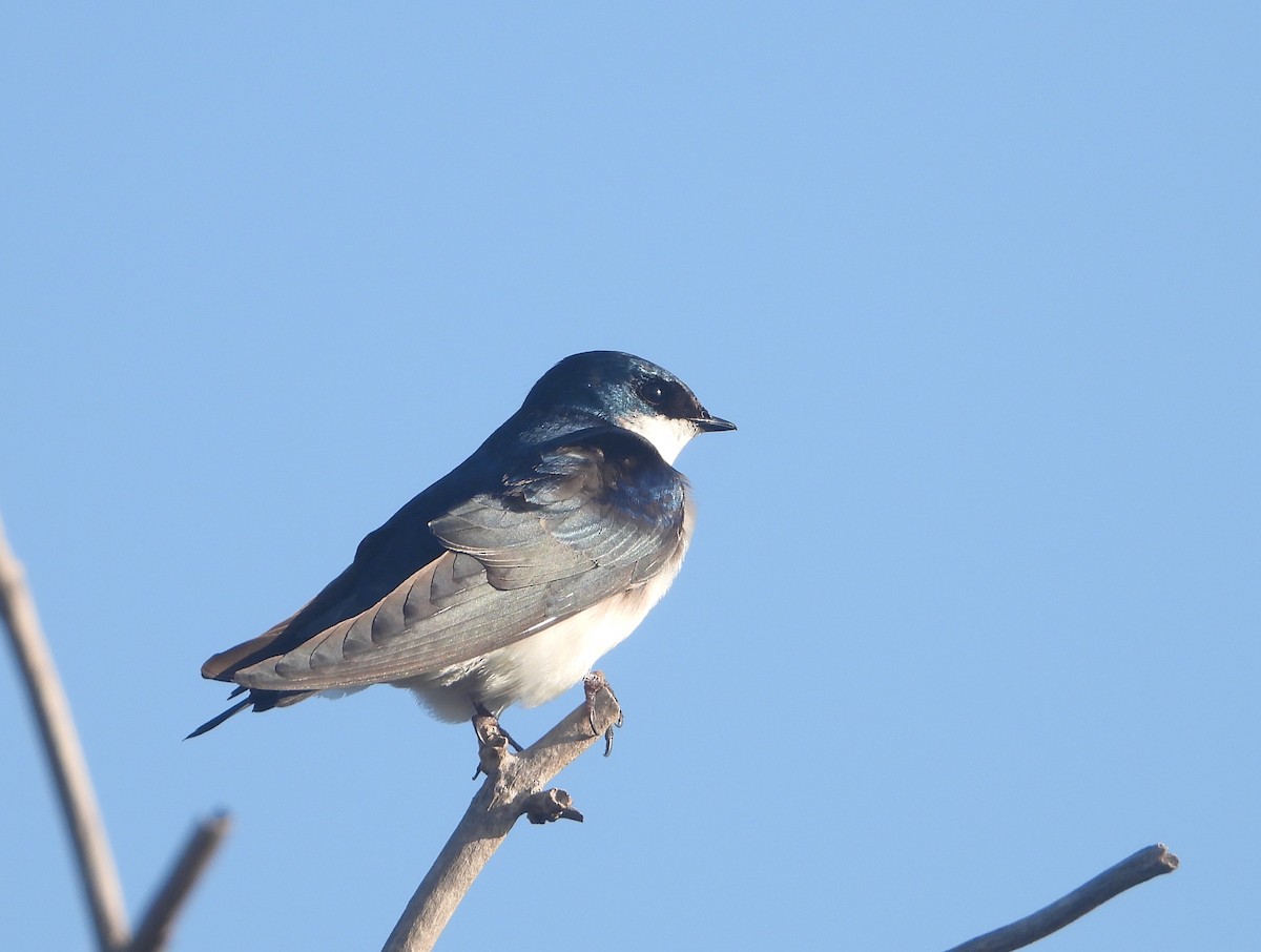 Tree Swallow - ML634874312