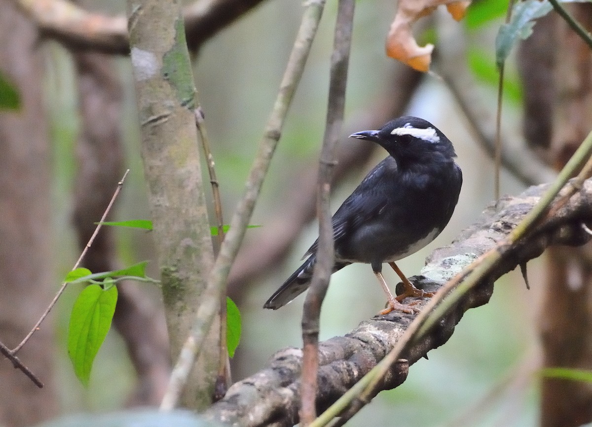 Siberian Thrush - ML634874330