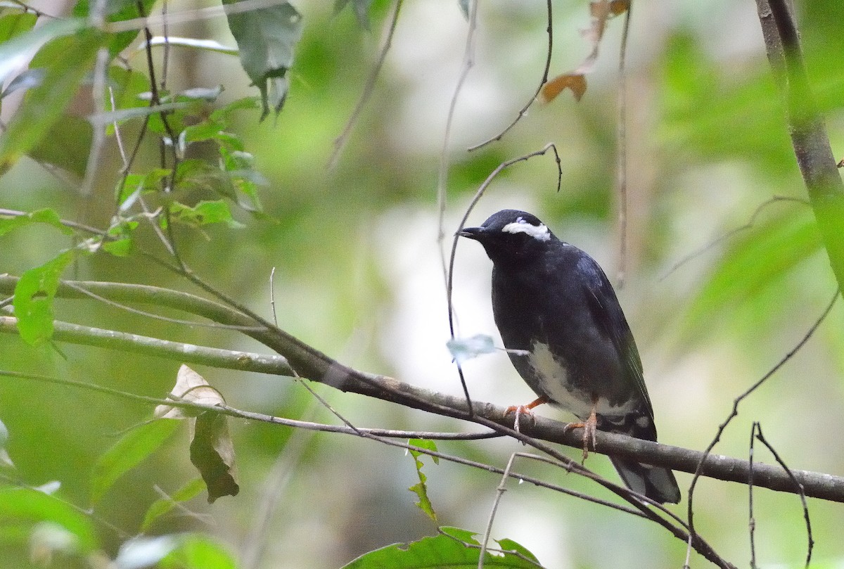 Siberian Thrush - ML634874331