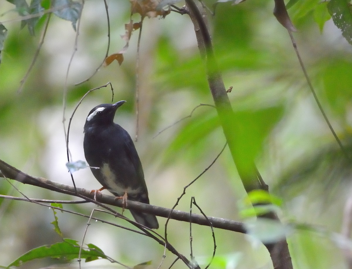 Siberian Thrush - ML634874332