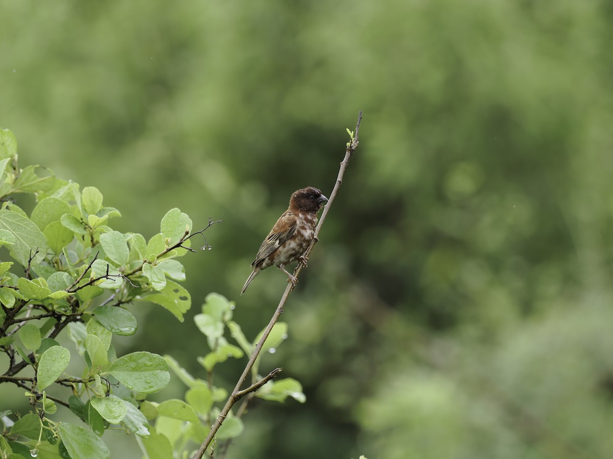 Chestnut Sparrow - ML634874333