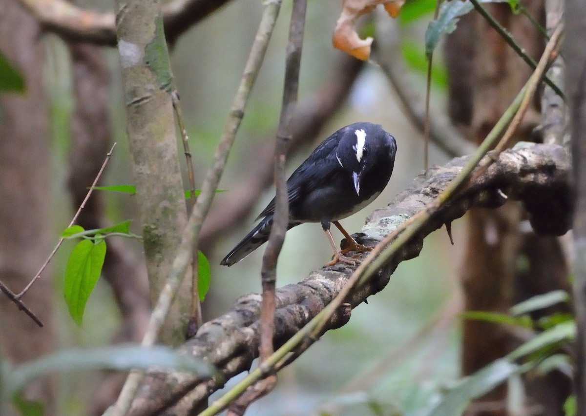 Siberian Thrush - ML634874334