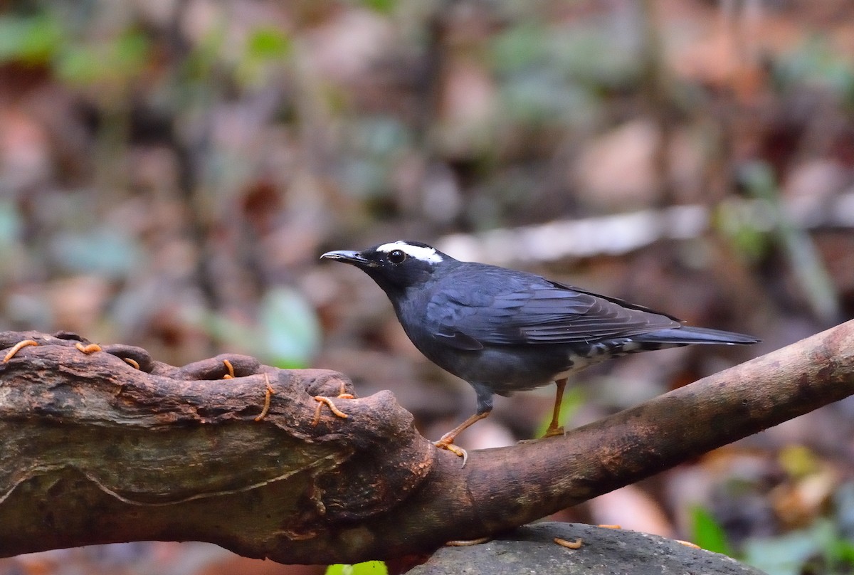 Siberian Thrush - ML634874336