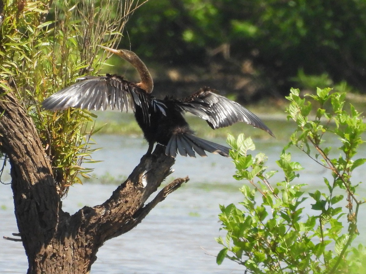 Anhinga - ML634874345