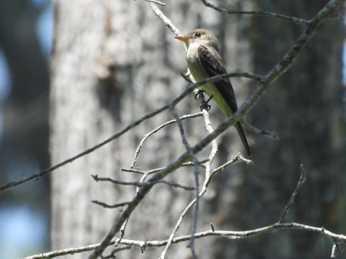 Eastern Wood-Pewee - ML634874351