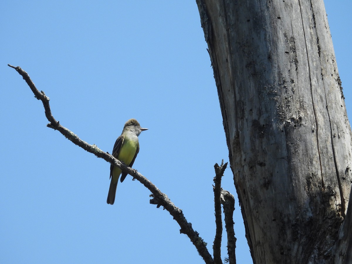 Great Crested Flycatcher - ML634874367