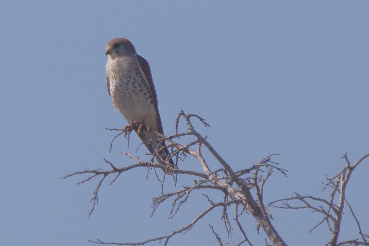 Malagasy Kestrel - ML634874372