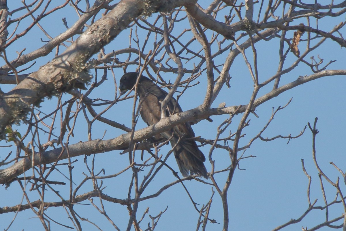 Lesser Vasa Parrot - ML634874434