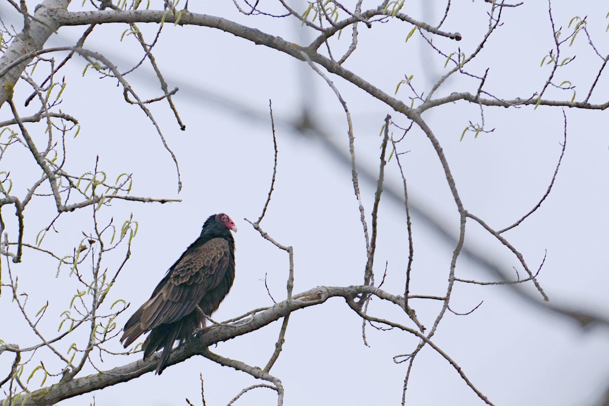 Turkey Vulture - ML634874436