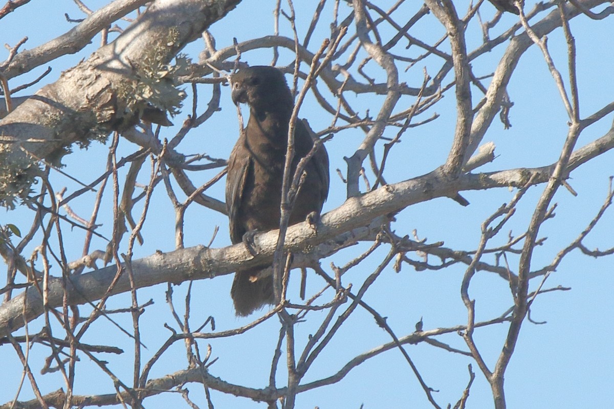 Lesser Vasa Parrot - ML634874438