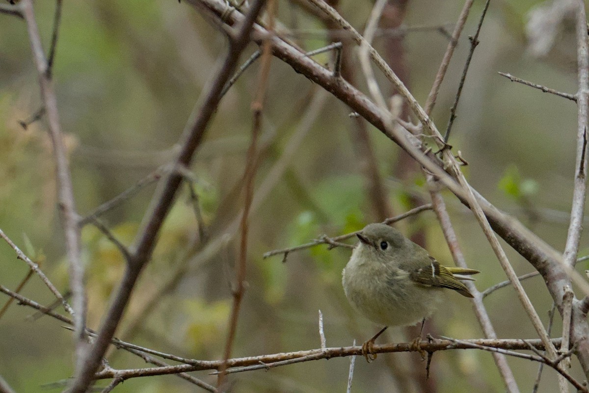Ruby-crowned Kinglet - ML634874446