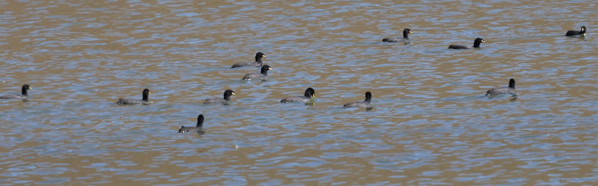 Horned Coot - ML634874475